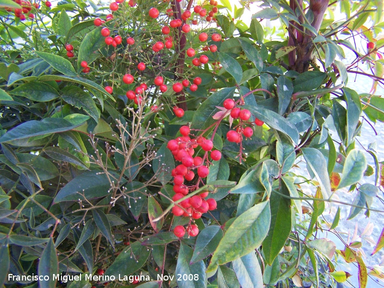 Ardisia - Ardisia. Alhama de Granada