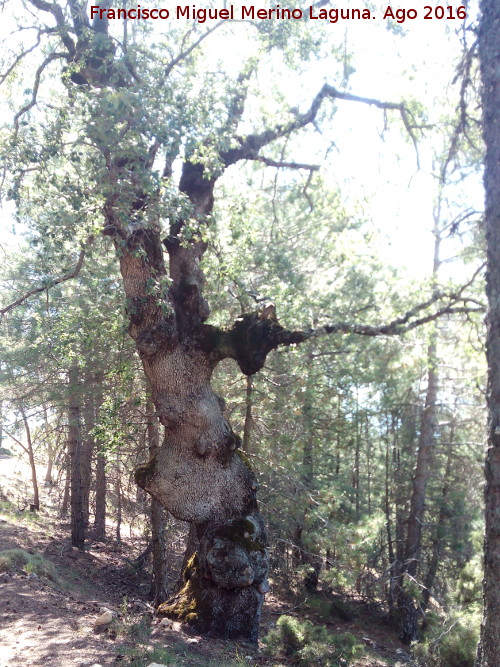 Encina del Pardal - Encina del Pardal. 