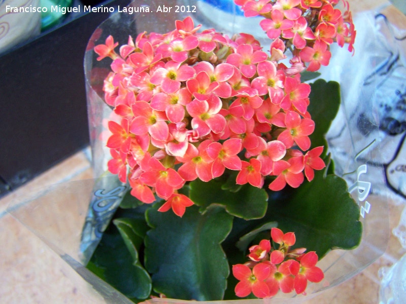 Calanchoe - Calanchoe. Los Villares