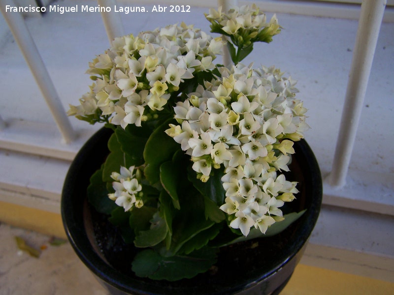 Calanchoe - Calanchoe. Los Villares