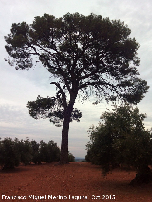 El Pino - El Pino. 