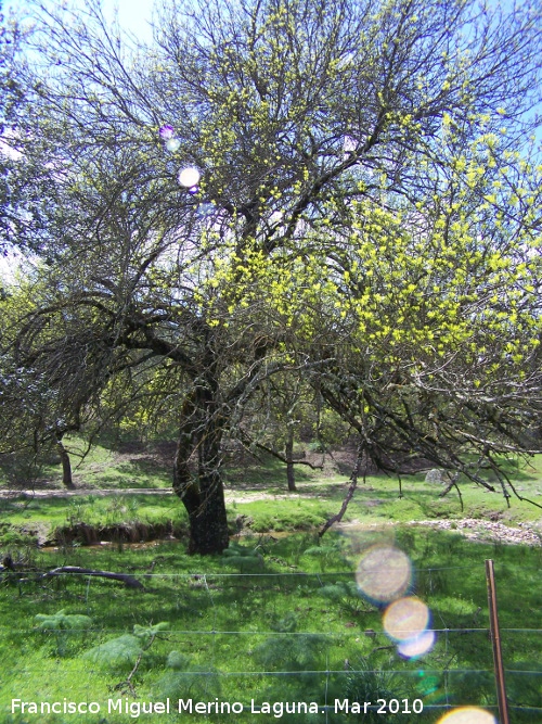 Fresno de hoja estrecha - Fresno de hoja estrecha. Andjar