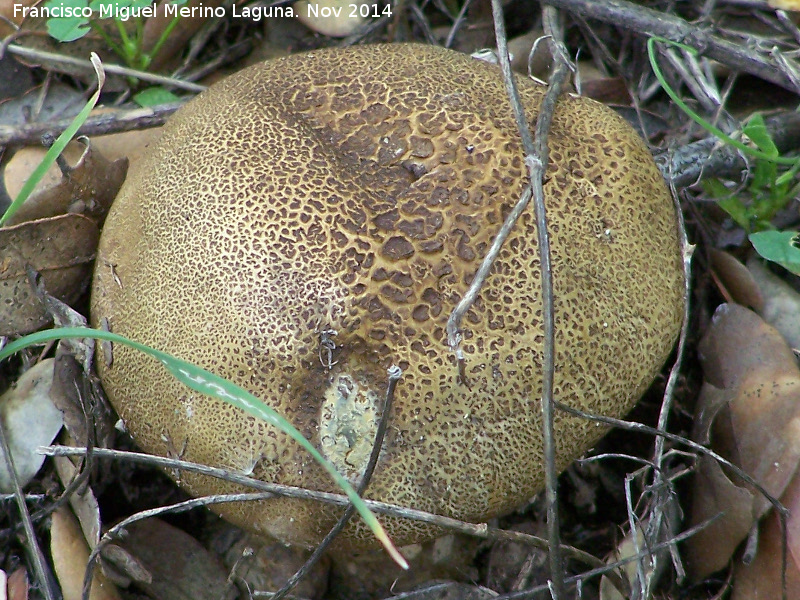 Escleroderma amarillo - Escleroderma amarillo. Zagrilla Baja - Priego de Crdoba