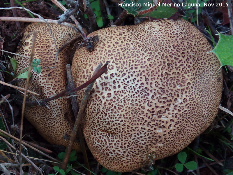 Escleroderma amarillo - Escleroderma amarillo. El Vaquerizo - Castellar