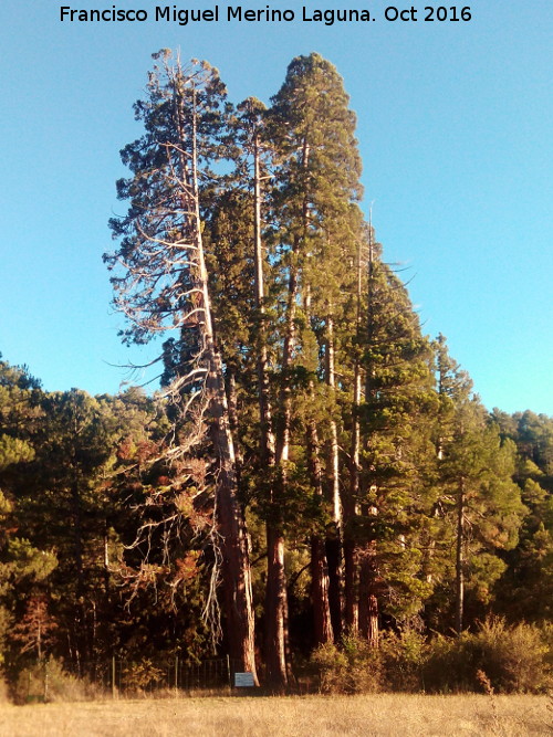 Secuoya - Secuoya. La Sagra - Huscar