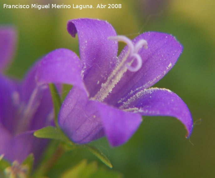 Campanilla dlmata - Campanilla dlmata. Los Villares