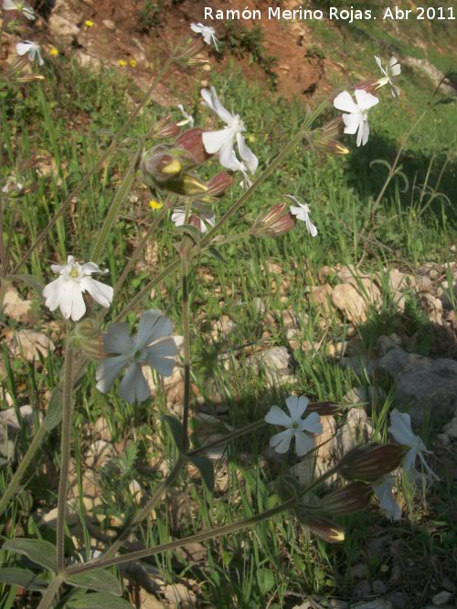 Colleja - Colleja. Cerro Montaes - Jan