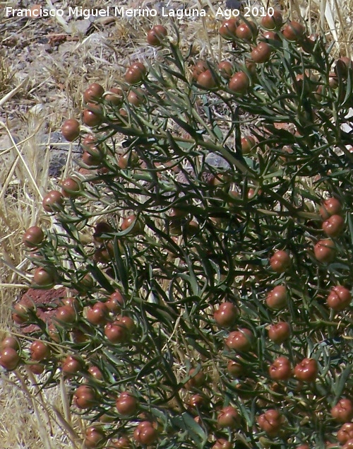 Guardalobo - Guardalobo. Calahorra