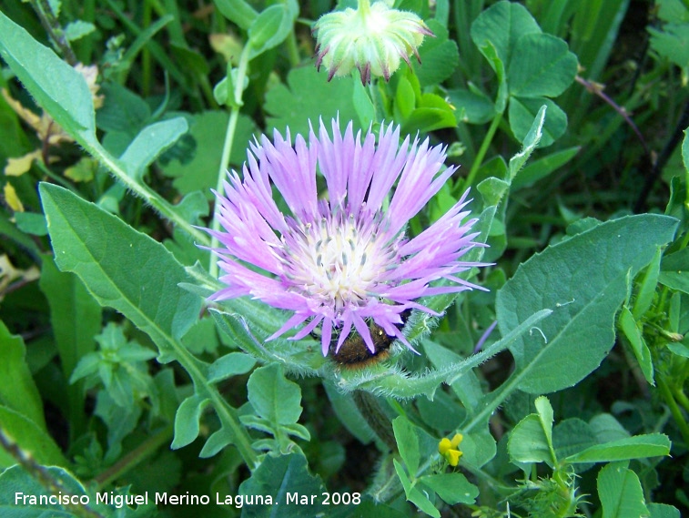 Centaurea pullata - Centaurea pullata. Jan