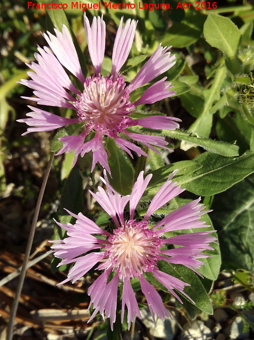 Centaurea pullata - Centaurea pullata. Los Villares