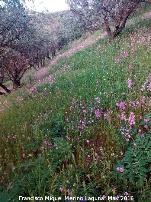 Colleja colorada - Colleja colorada. Campos de collejas coloradas. Navas de San Juan