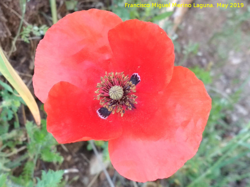 Amapola cornuda - Amapola cornuda. Barranco de la Tinaja - Jan