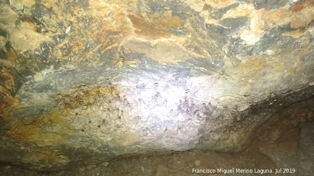 Cueva del Agua - Cueva del Agua. Opilios