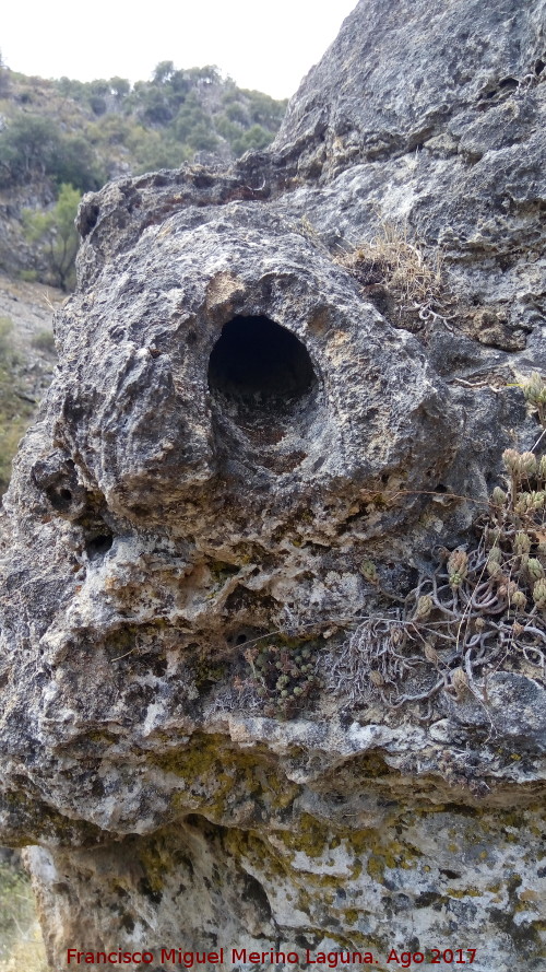 Yacimiento de Troncos fsiles del Tercero - Yacimiento de Troncos fsiles del Tercero. Tronco cerca de las Casas Cueva del Tercero