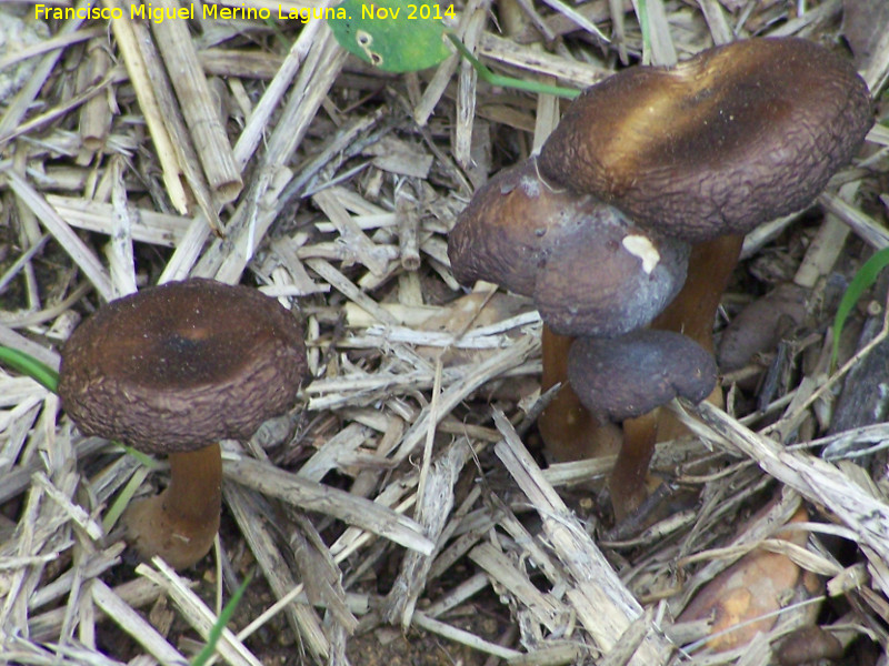 Entoloma caesiocinctum - Entoloma caesiocinctum. Zagrilla Baja - Priego de Crdoba