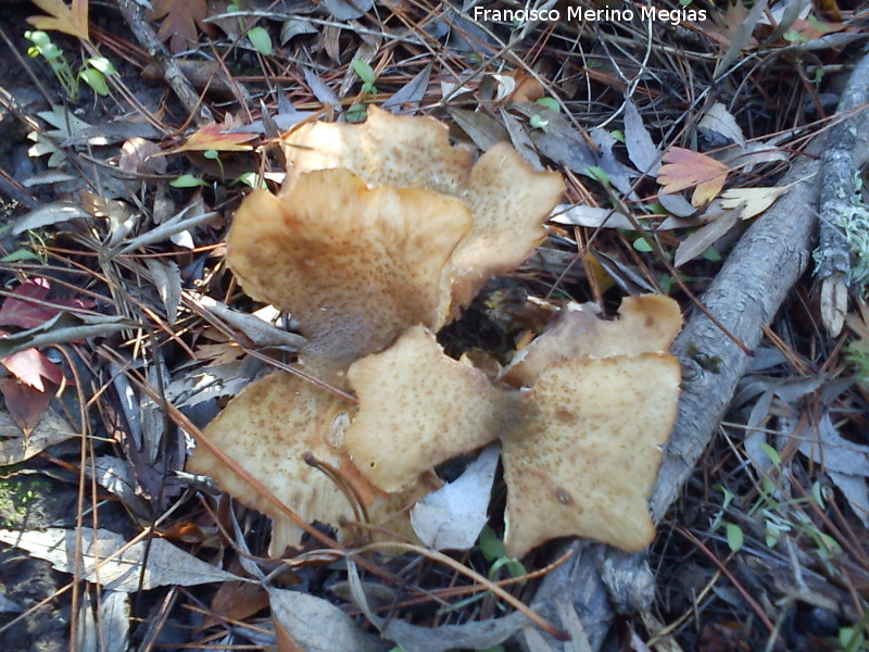 Armillaria color miel - Armillaria color miel. 