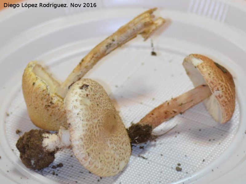 Lepiota brunneoincarnata - Lepiota brunneoincarnata. Navas de San Juan