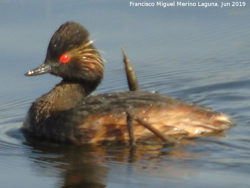 Pjaro Zampulln cuellinegro - Pjaro Zampulln cuellinegro. Laguna Dulce - Campillos