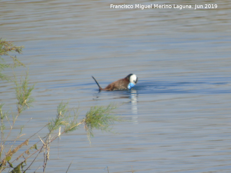 Pjaro Mavasa cabeciblanca - Pjaro Mavasa cabeciblanca. Laguna Dulce - Campillos