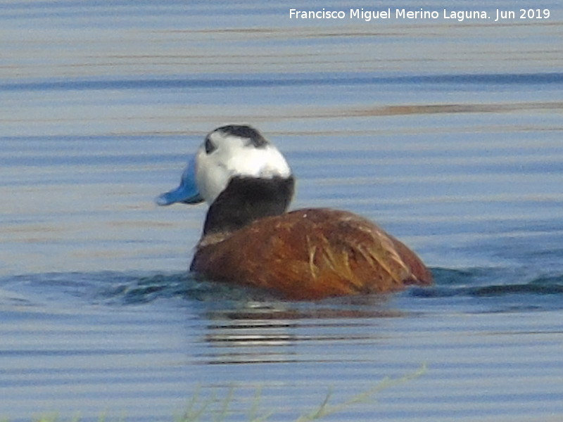 Pjaro Mavasa cabeciblanca - Pjaro Mavasa cabeciblanca. Laguna Dulce - Campillos