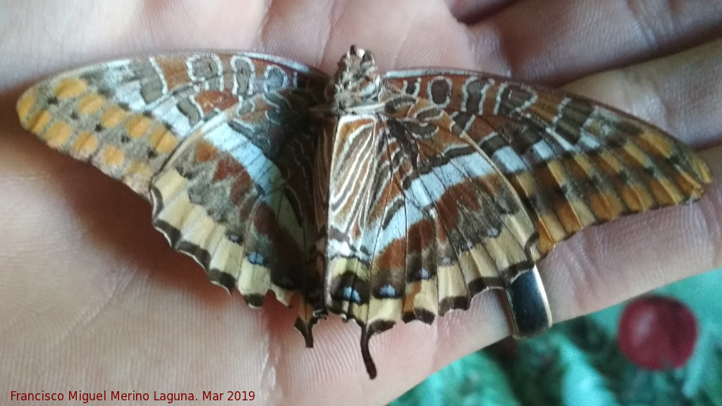 Mariposa del madroo - Mariposa del madroo. Navas de San Juan