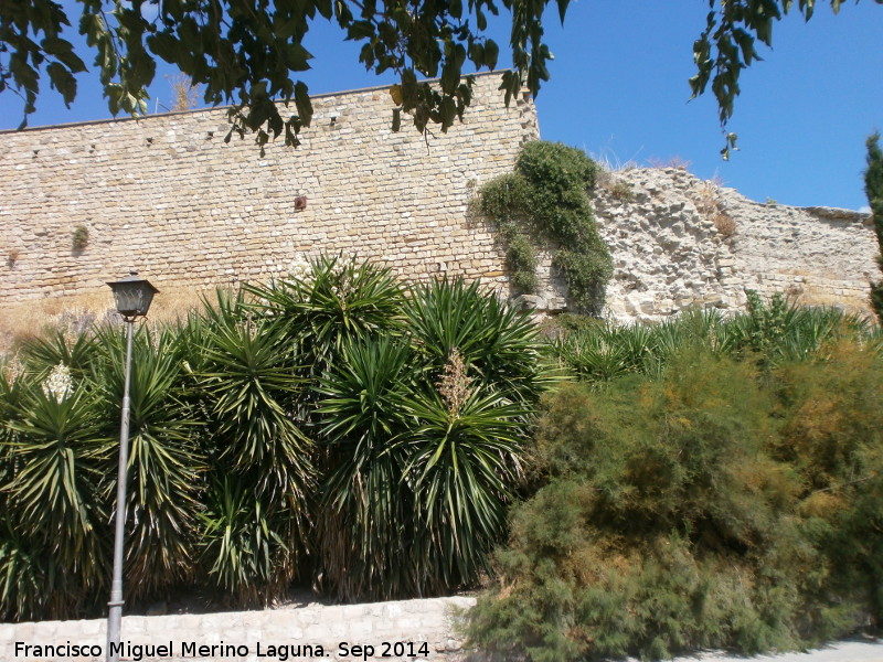 Muralla de Saludeja - Muralla de Saludeja. 