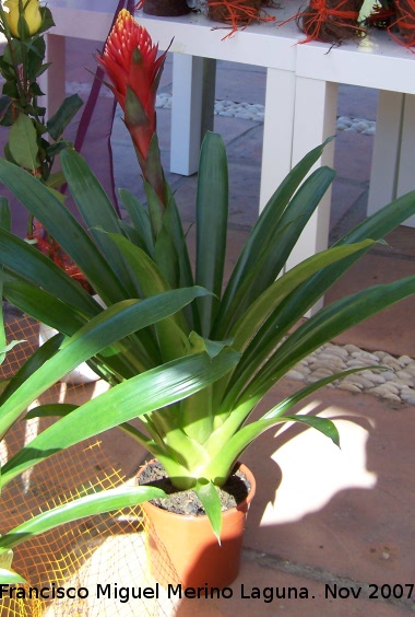 Guzmania torch - Guzmania torch. Crdoba