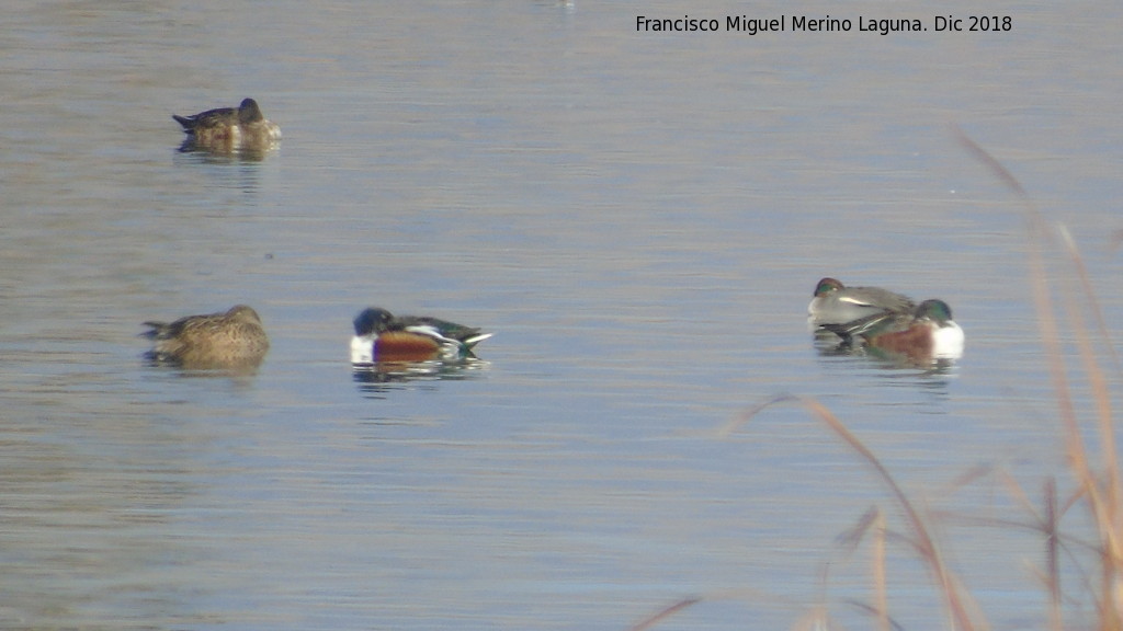 Pjaro Pato Cuchara - Pjaro Pato Cuchara. Tablas de Daimiel