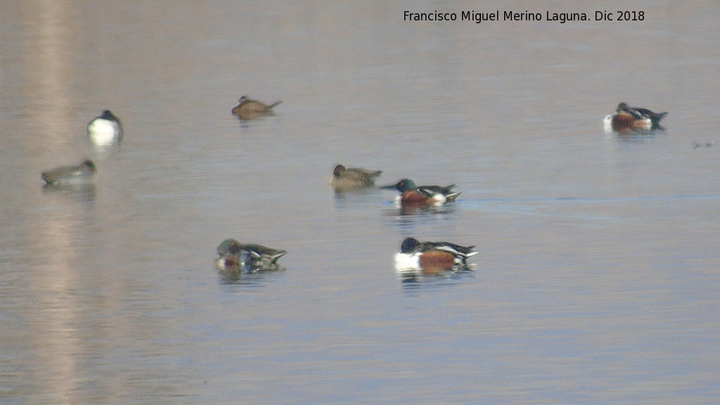 Pjaro Pato Cuchara - Pjaro Pato Cuchara. Tablas de Daimiel