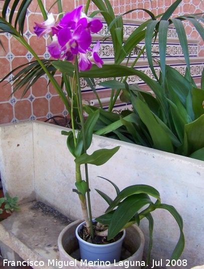 Orqudea barco - Orqudea barco. Navas de San Juan