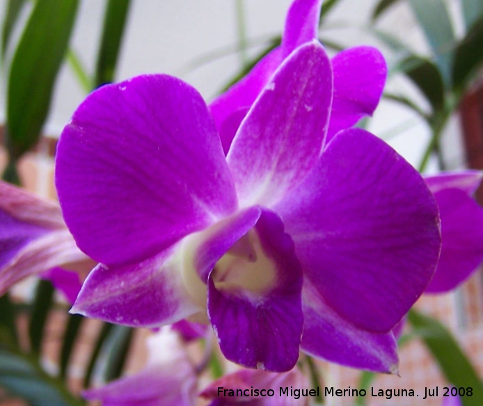 Orqudea barco - Orqudea barco. Navas de San Juan