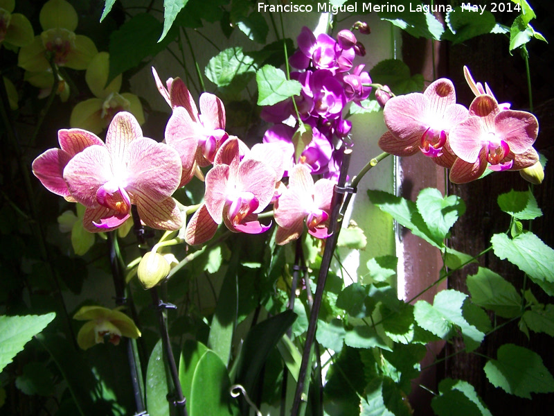 Orqudea barco - Orqudea barco. Crdoba