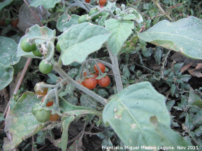 Tomatillo del diablo - Tomatillo del diablo. Navas de San Juan