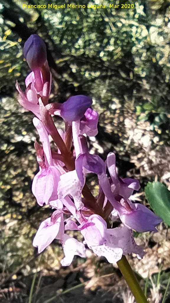 Orqu�dea Satir�n manchado - Orqu�dea Satir�n manchado. Flores. Cordel del Salado - Montej�car