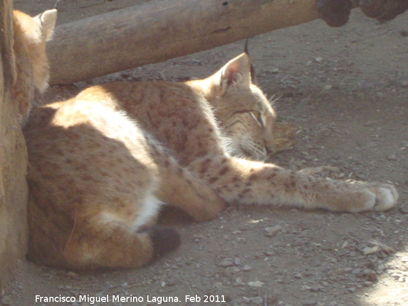 Lince boreal - Lince boreal. Crdoba