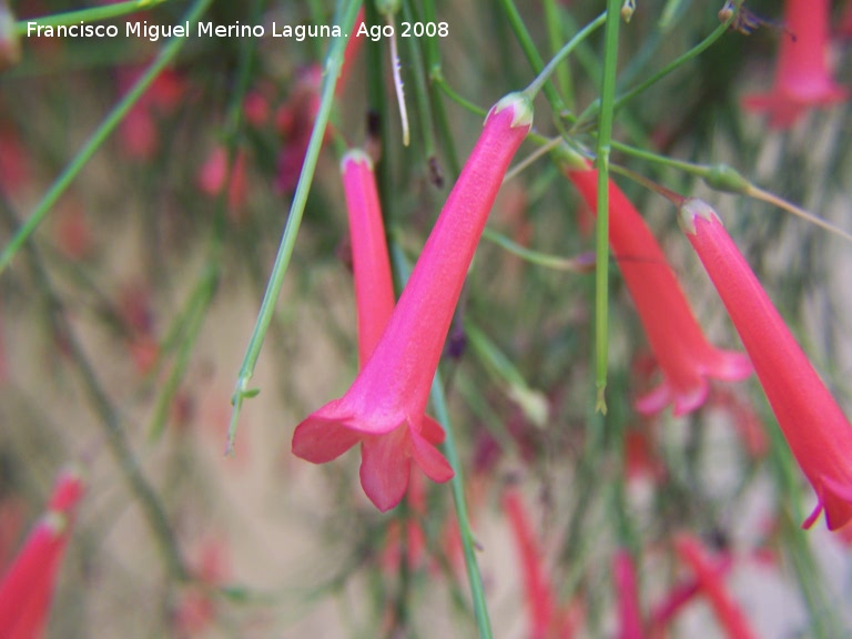 Planta coral - Planta coral. Los Villares