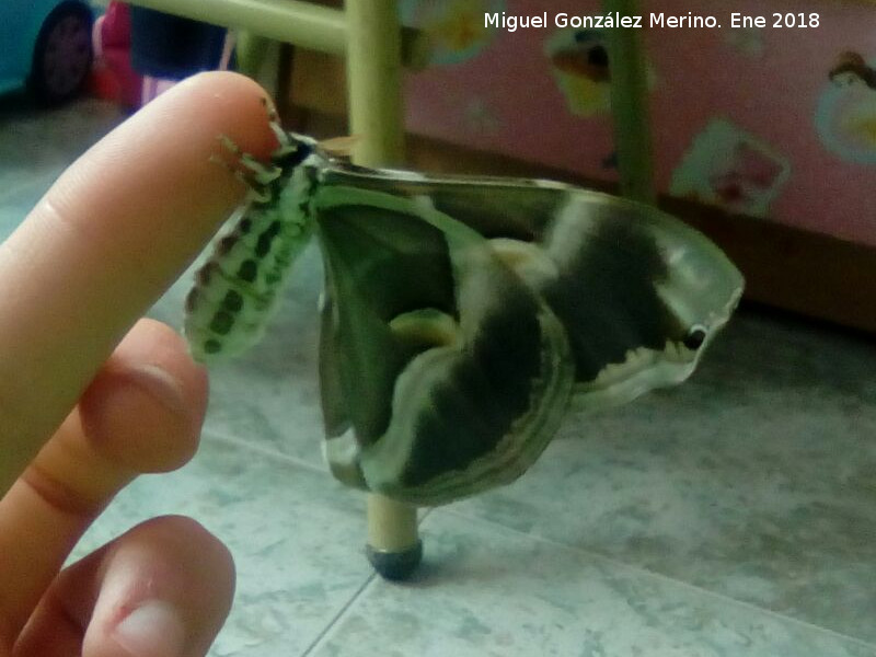 Mariposa de Seda del Ailanto - Mariposa de Seda del Ailanto. Navas de San Juan