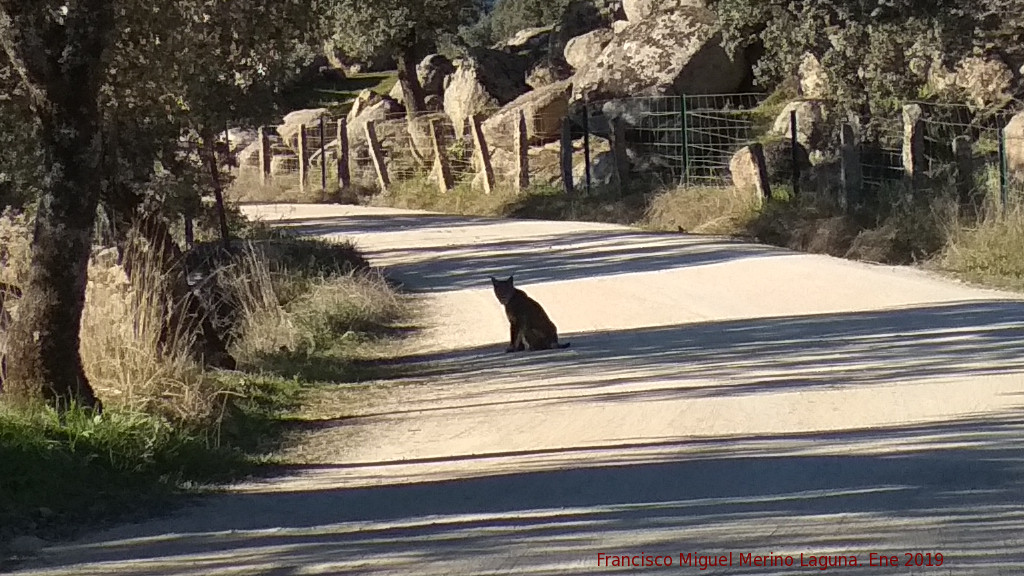 Lince ibrico - Lince ibrico. Zarzalejo - Andjar