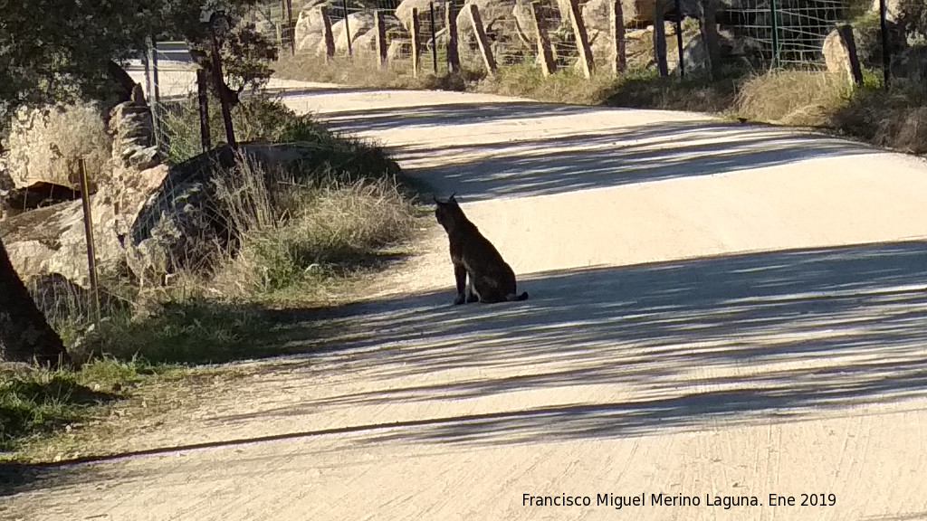 Lince ibrico - Lince ibrico. Zarzalejo - Andjar