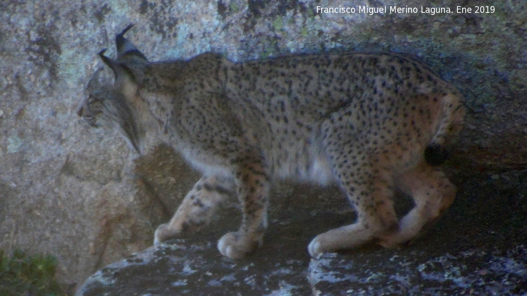 Lince ibrico - Lince ibrico. Zarzalejo - Andjar