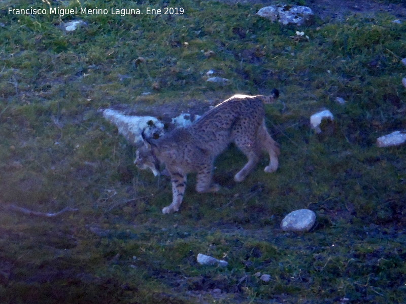 Lince ibrico - Lince ibrico. Zarzalejo - Andjar