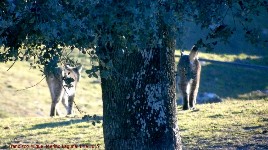 Lince ibrico - Lince ibrico. Zarzalejo - Andjar