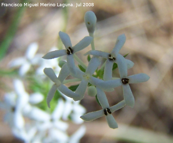 Asperula hirsuta - Asperula hirsuta. Segura