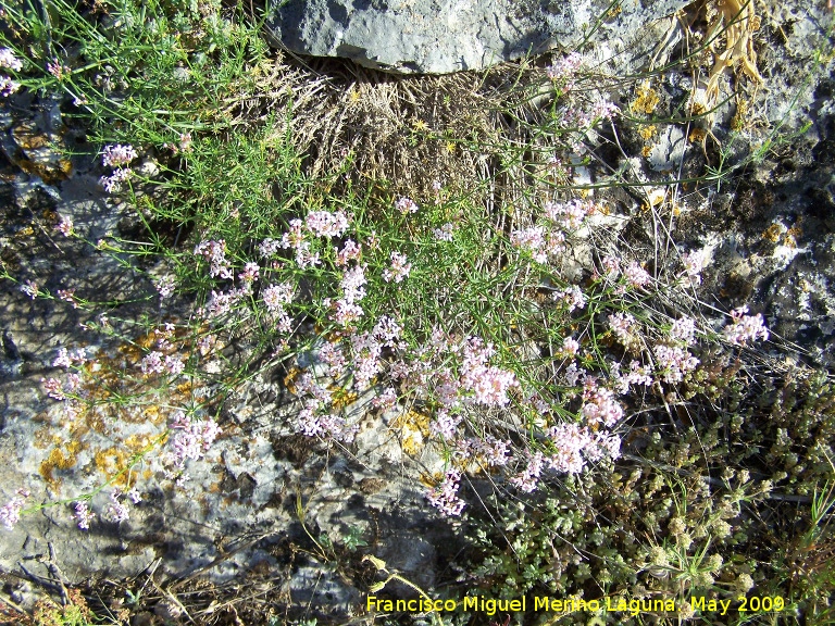 Asperula hirsuta - Asperula hirsuta. Los Caones. Jan