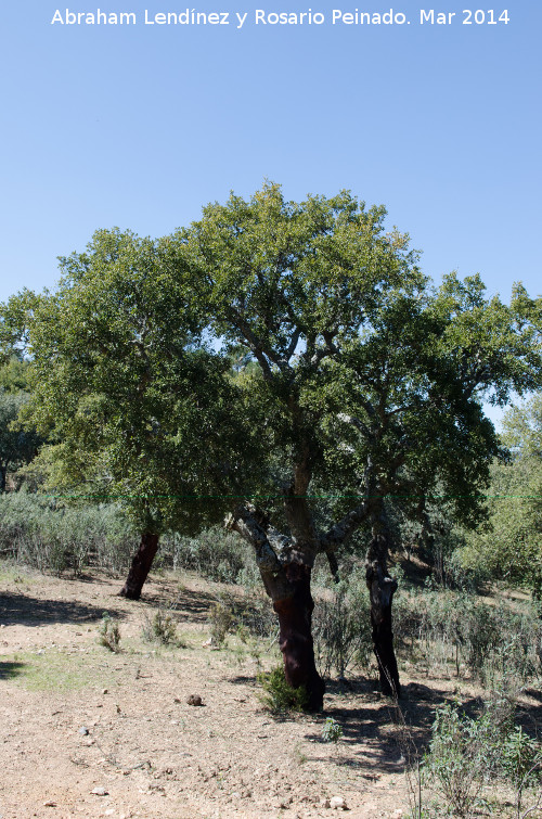 Alcornoque - Alcornoque. Torrealver - Navas de San Juan