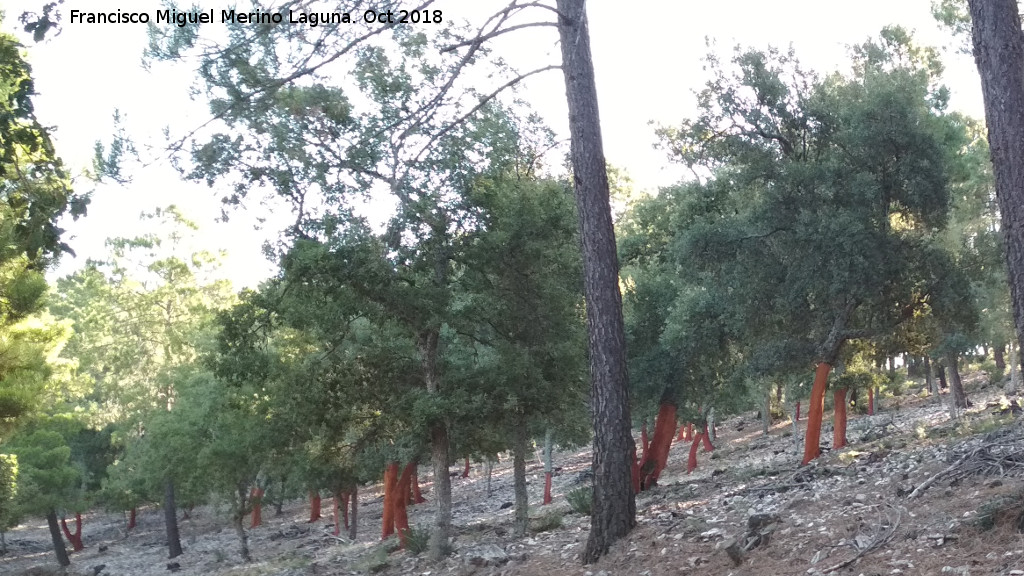 Alcornoque - Alcornoque. Las Correderas - Santa Elena