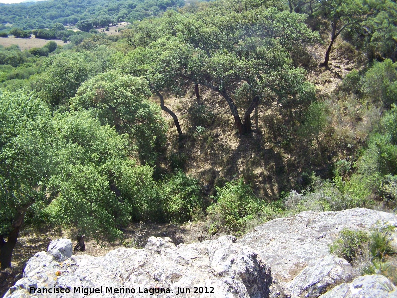 Alcornoque - Alcornoque. Parque Natural de Los Alcornocales - Castellar de la Frontera