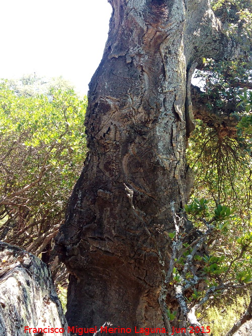 Alcornoque - Alcornoque. Corteza. Monte de la Desesperada - Aldeaquemada