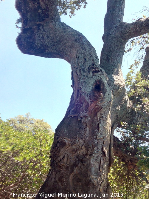 Alcornoque - Alcornoque. Corteza. Monte de la Desesperada - Aldeaquemada