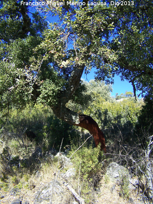 Alcornoque - Alcornoque. Torrealver - Navas de San Juan